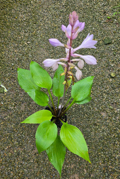Hosta 'Tasmanian Toad'