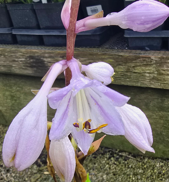 Hosta 'Tasmanian Toad' flower