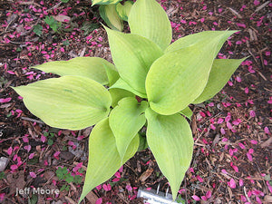 Hosta 'Tasmanian Toad'