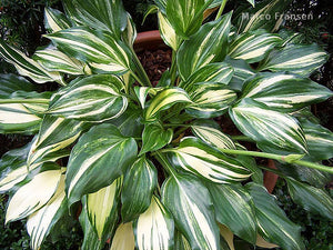 Hosta 'The Sweetest Thing'