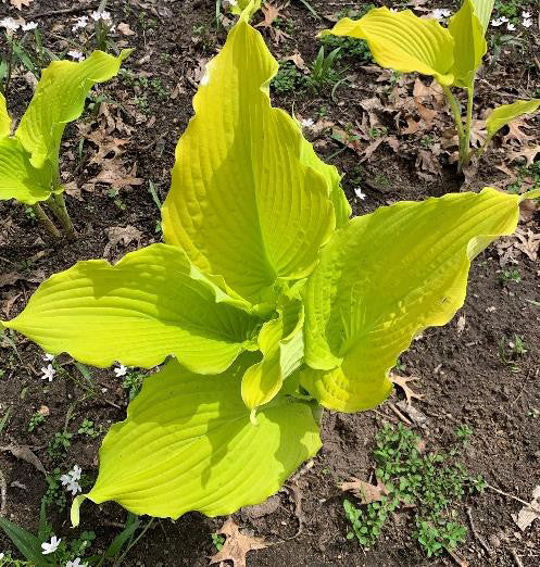 Hosta 'The Trophy Wife'