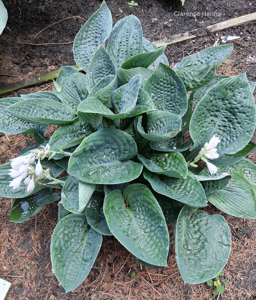Hosta 'Thunder Rolls'