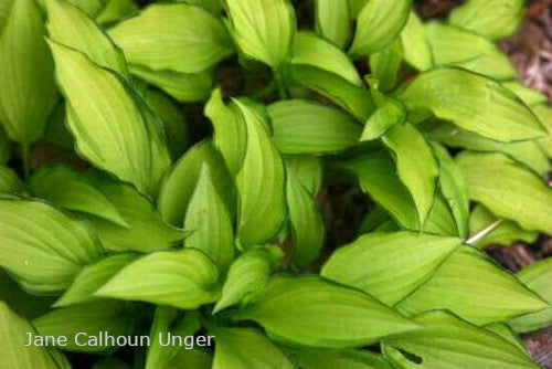 Hosta 'Twist of Lime'
