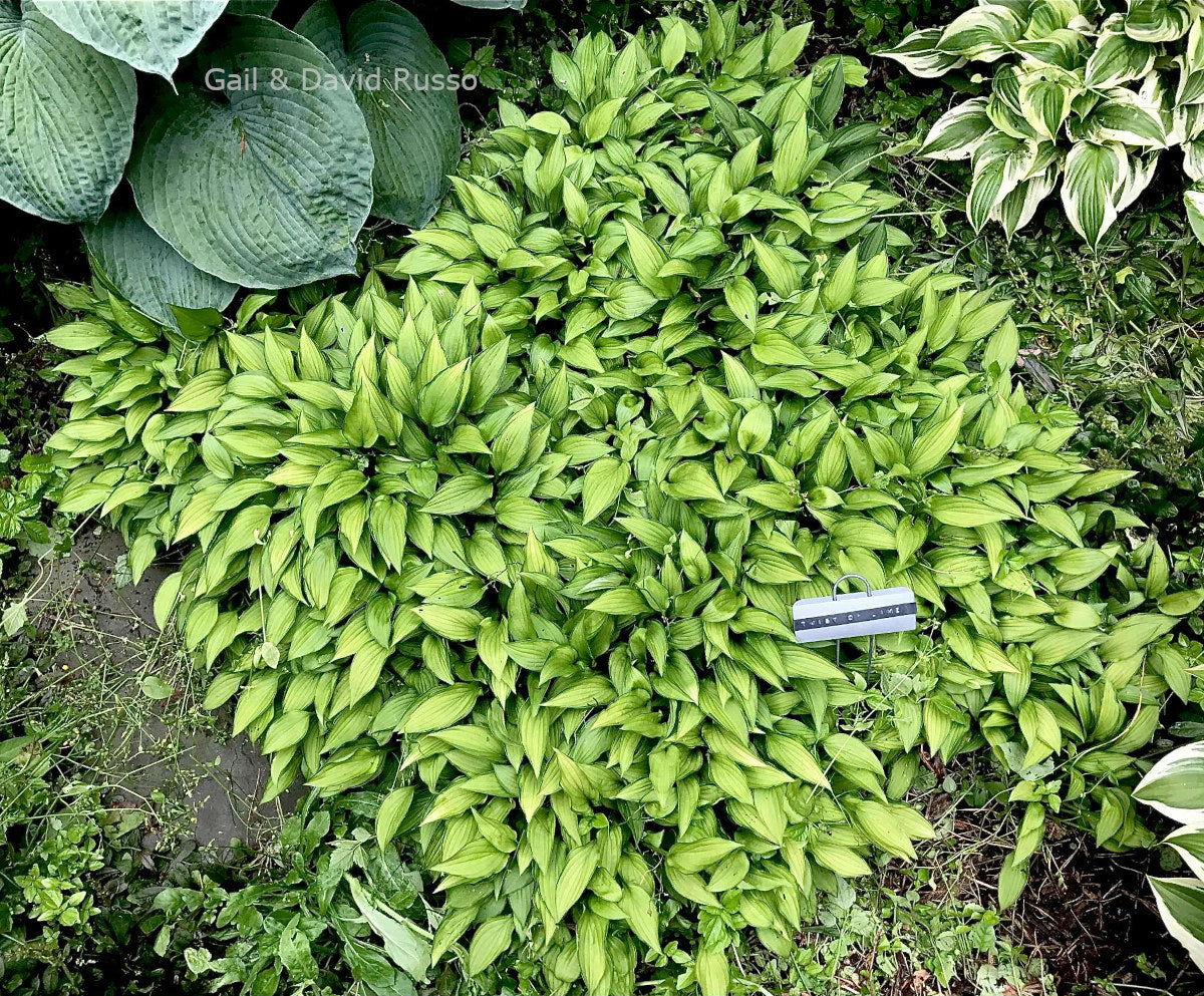 Hosta 'Twist of Lime'