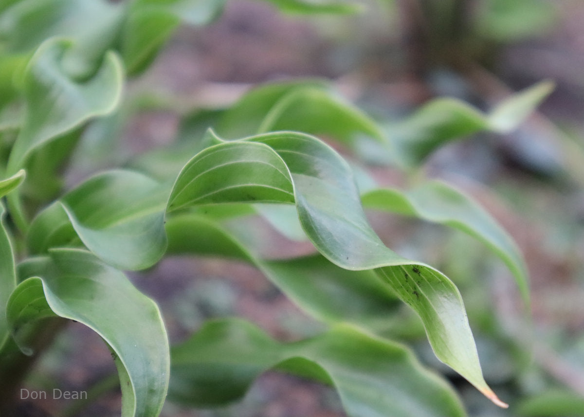 Hosta 'Twists and Turns' leaf