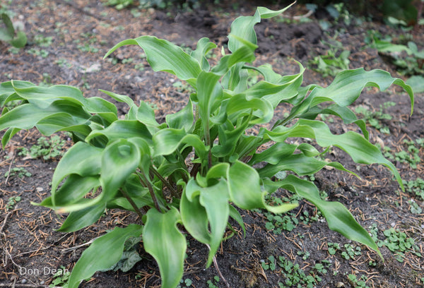 Hosta 'Twists and Turns'
