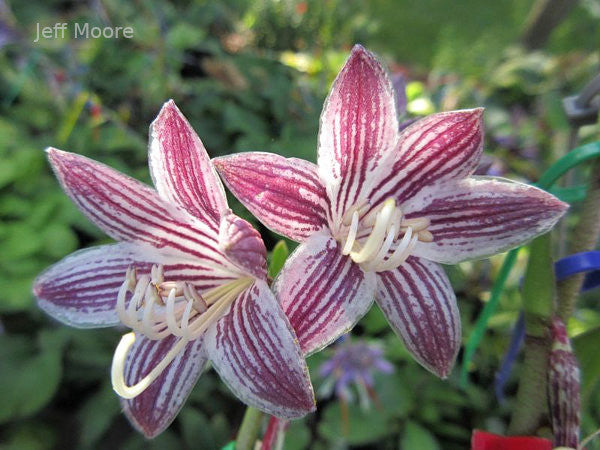 Hostas W-X-Y-Z