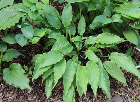 Hosta 'Wave Motion'