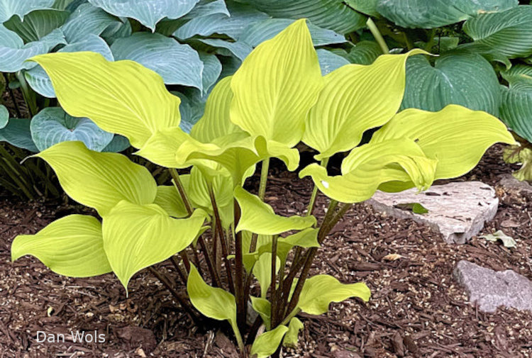 Hosta 'Winged Valkyrie'