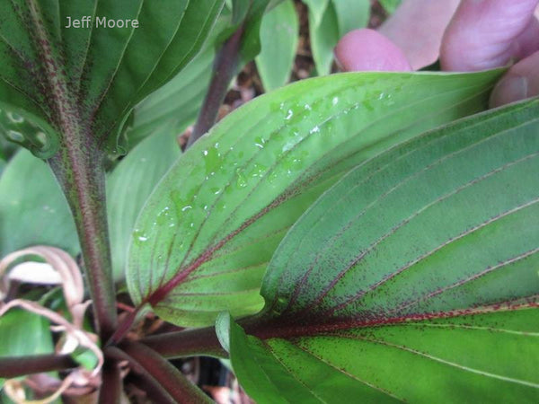 Hosta 'Wisconsin Red'
