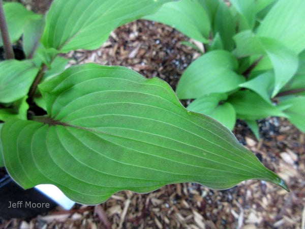 Hosta 'Wisconsin Red' leaf