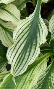 Hosta 'Zebra Print'