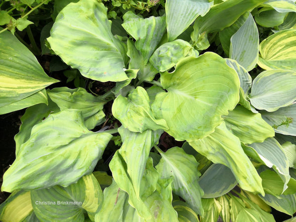 Hosta 'Chris' Alien Species'