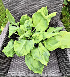 Hosta 'Chris' Alien Species'