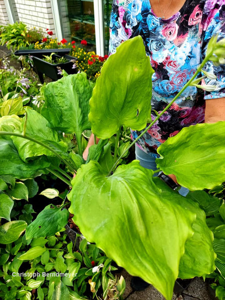 Hosta 'Chris' Alien Species'