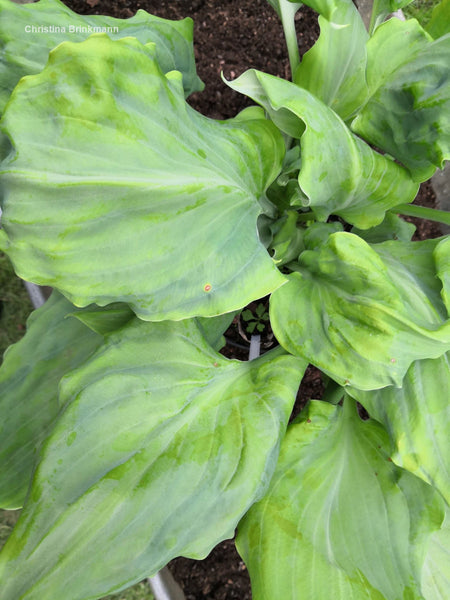 Hosta 'Chris' Alien Species'