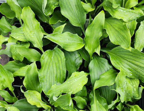 Hosta 'Chris' Alien Species'