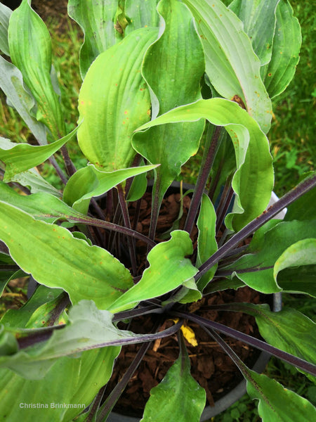 Hosta 'Chris' Black Ruffles'