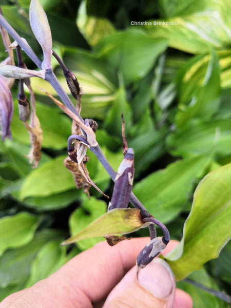 Hosta 'Chris' Black Ruffles' seed pods