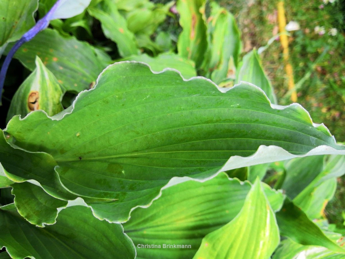 Hosta 'Chris' Black Ruffles'