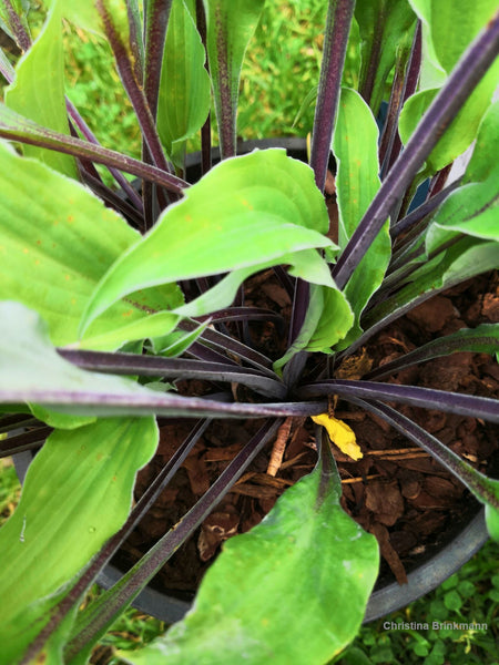 Hosta 'Chris' Black Ruffles'