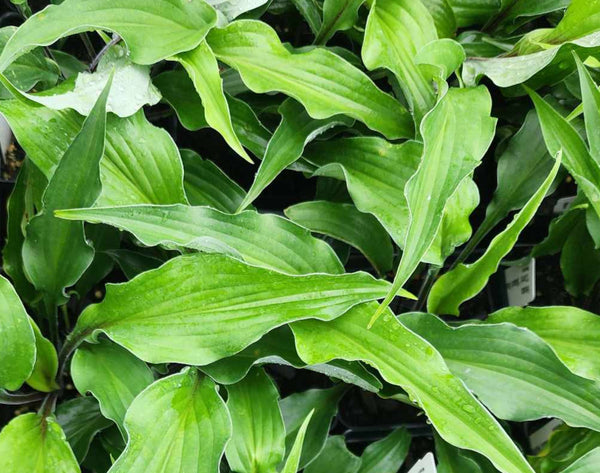 Hosta 'Chris' Black Ruffles'