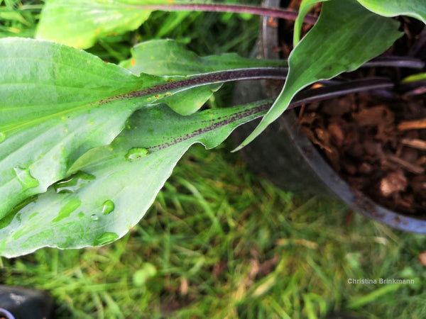 Hosta 'Chris' Black Ruffles'