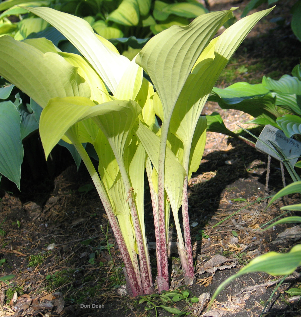 Hosta 'Dancing Crane' – In The Country Garden & Gifts Online Store