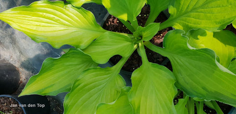 Hosta 'Django'