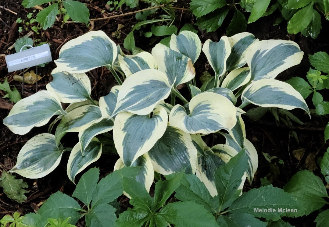 Hosta 'Firn Line' – In The Country Garden & Gifts Online Store
