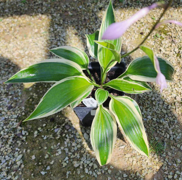 Hosta 'Ivory Frame'