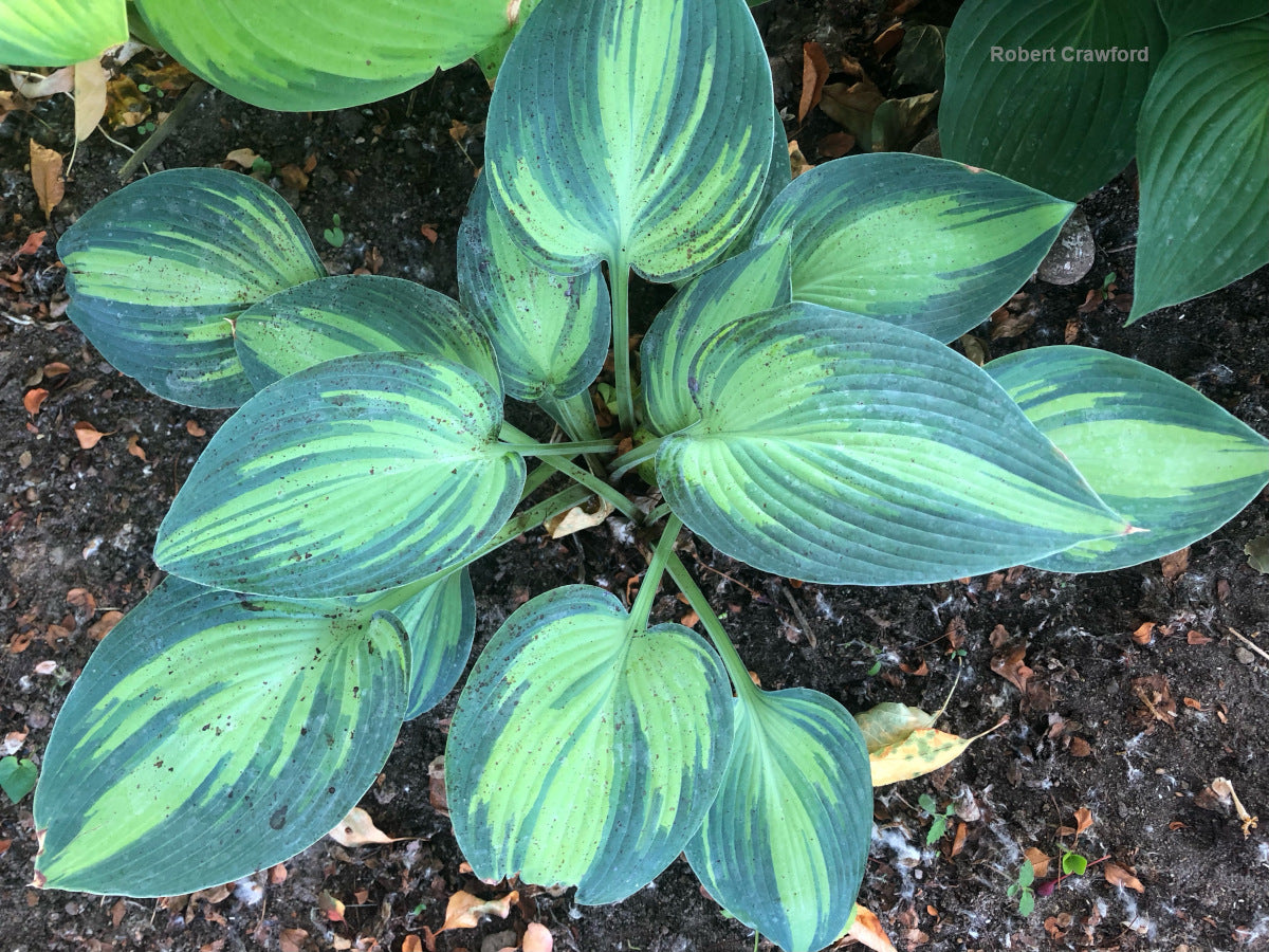 Hosta 'June' – In The Country Garden & Gifts Online Store