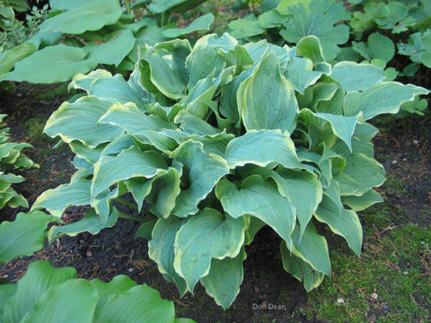 Hosta 'Party Trimmings'