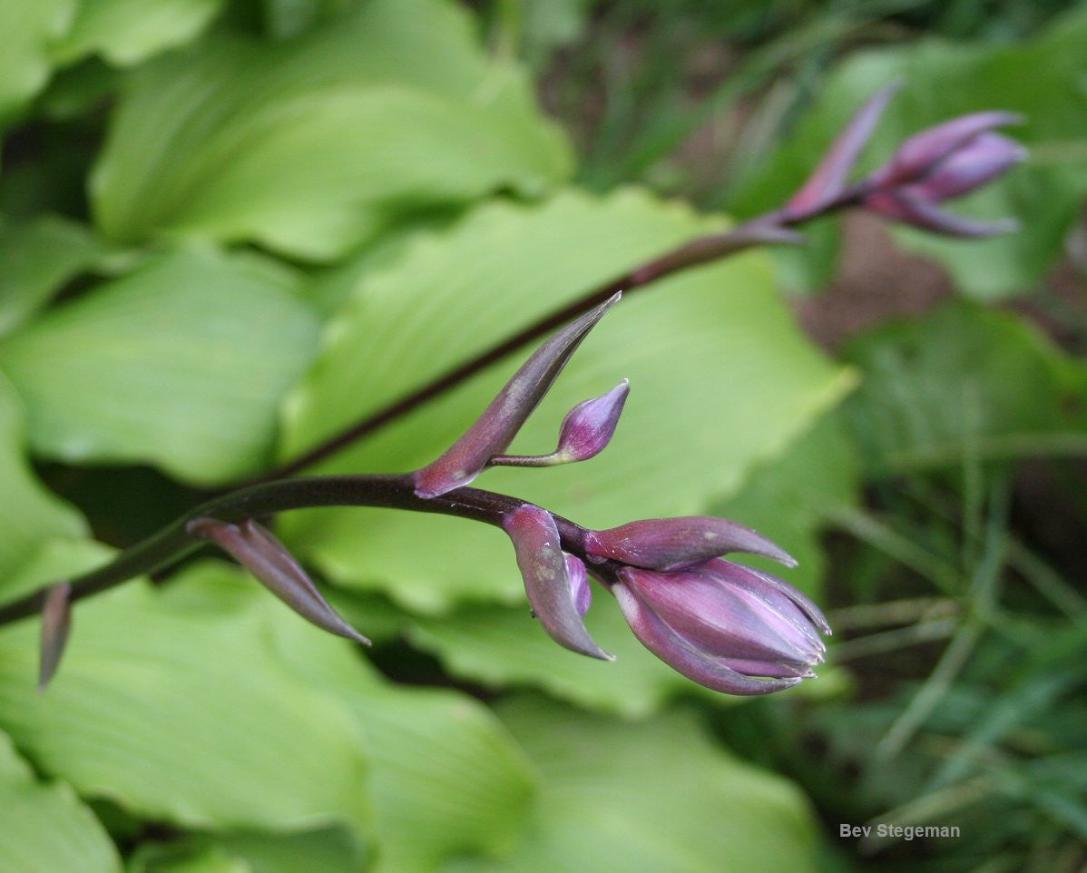 snake charmer plant Hosta 'Snake Charmer'
