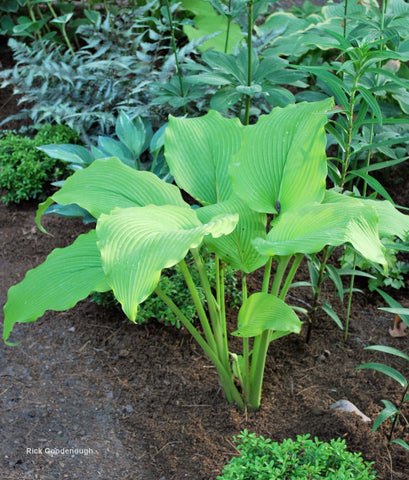 Hosta 'Talcott Ravine'