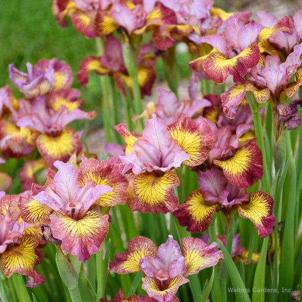 Iris sibirica 'Fiddles on Fire'