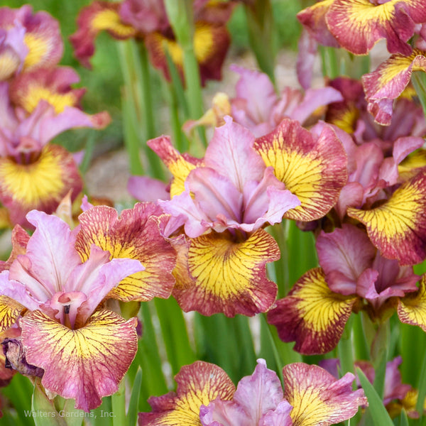 Iris 'Fiddles on Fire'