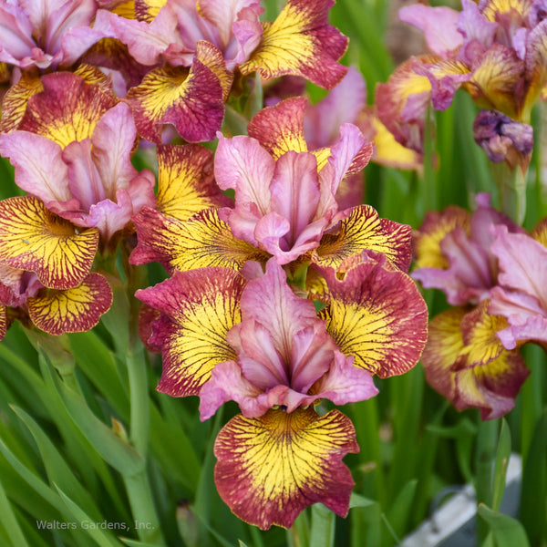 Iris sibirica 'Fiddles on Fire'