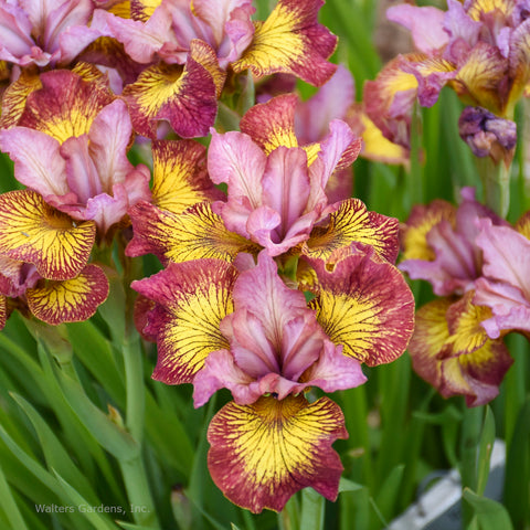 Iris sibirica 'Fiddles on Fire'