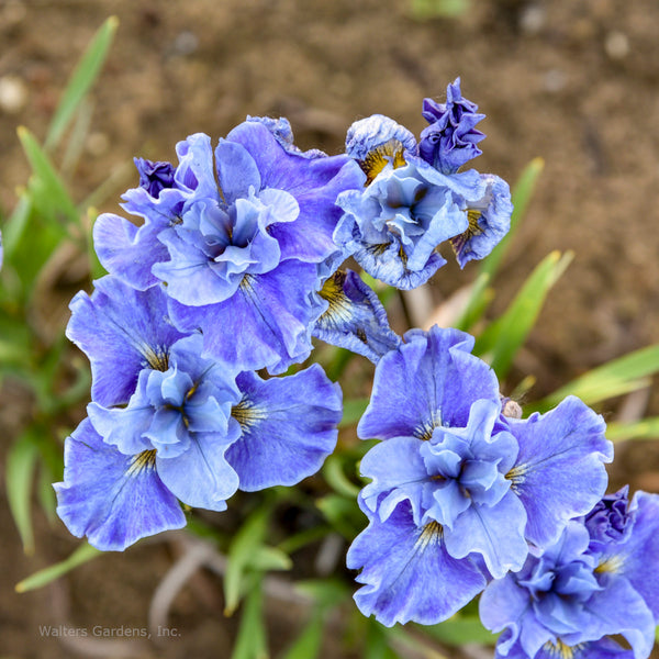 Iris 'Tutu Blue'