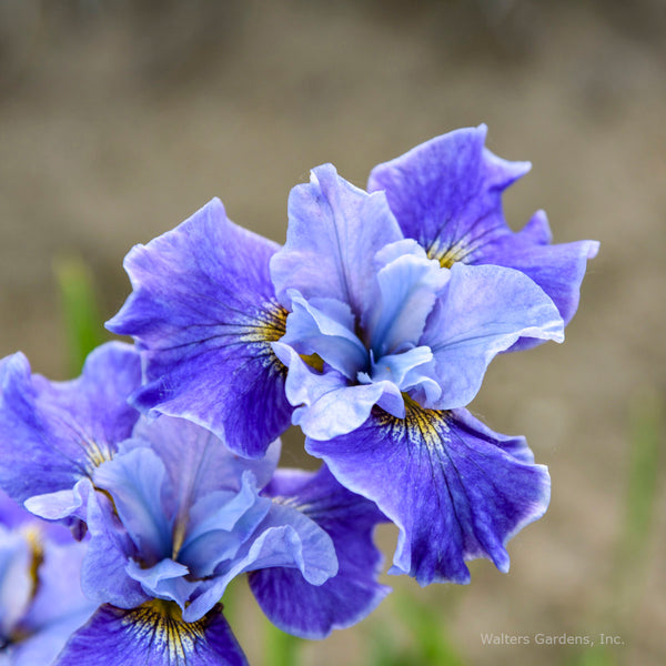 Iris sibirica 'Tutu Blue'