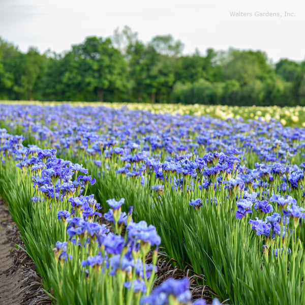 Iris sibirica 'Tutu Blue' field