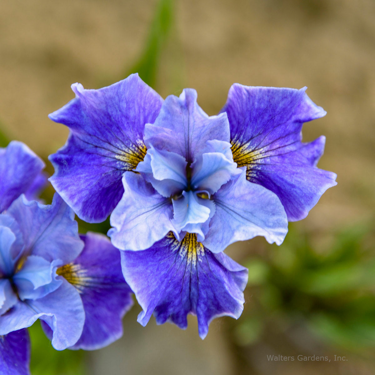Iris sibirica 'Tutu Blue'