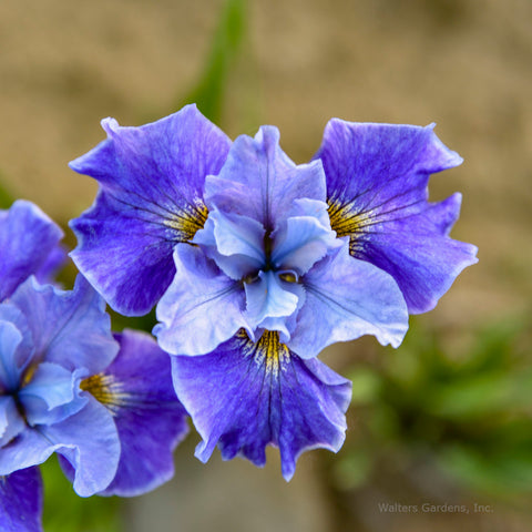 Iris sibirica 'Tutu Blue'