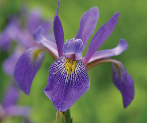 Iris versicolor 'Purple Flame'