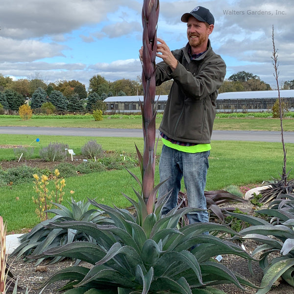 Mangave 'Iron Man' bloom spike