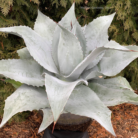 Mangave 'Permanent Wave'