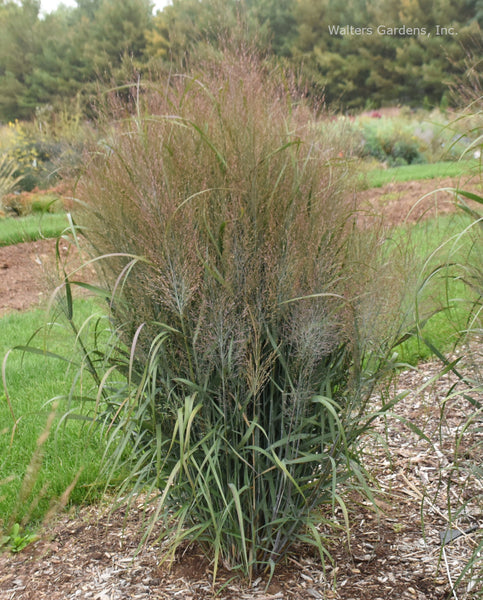 Panicum 'October Sky'