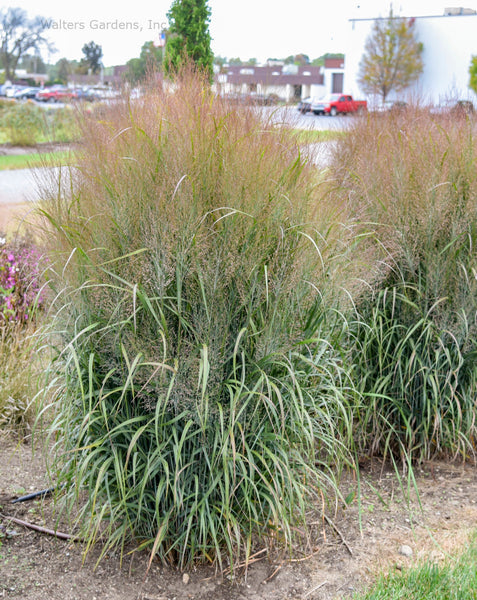 Panicum 'October Sky'