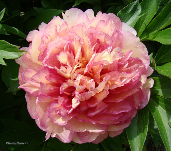 Peony Garden Candy Simply Scrumptious